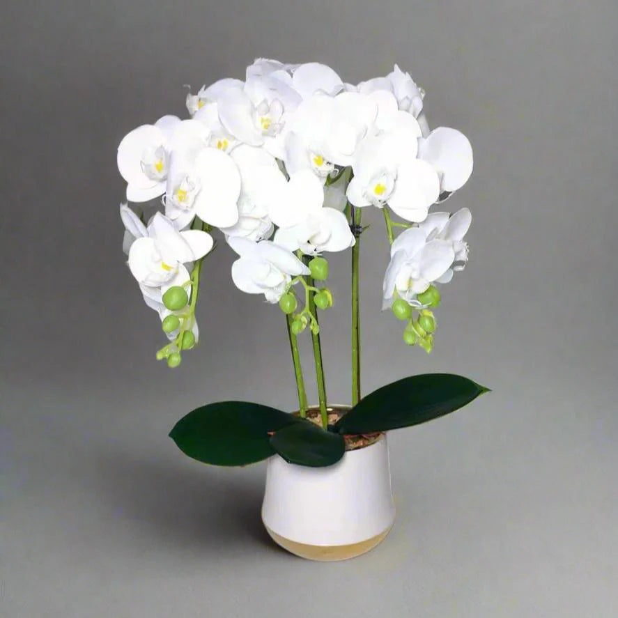 Real Touch Orchid Plant with Ceramic Pot and White Stones